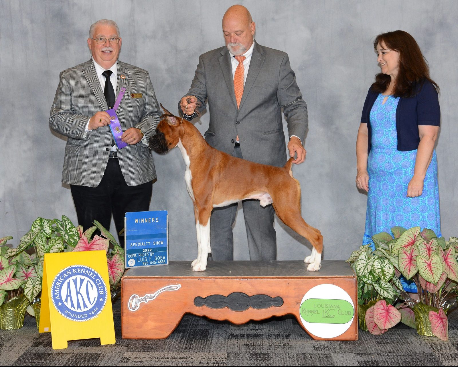 Fawn AKC champion Boxer CH BESSBOX RAMS BANDIT stacked in his Winners show photo at the 2022 Louisiana Kennel Club specialty show, RAM BOXERS champion bloodlines