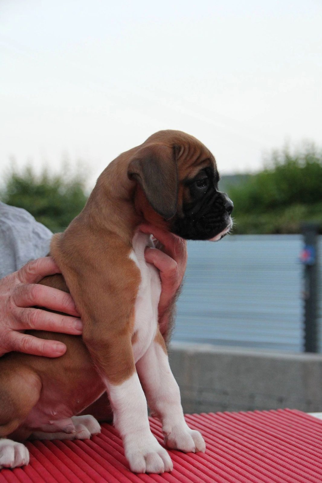 Bandit — CH Bessbox Rams Bandit, RAM BOXERS fawn Boxer
