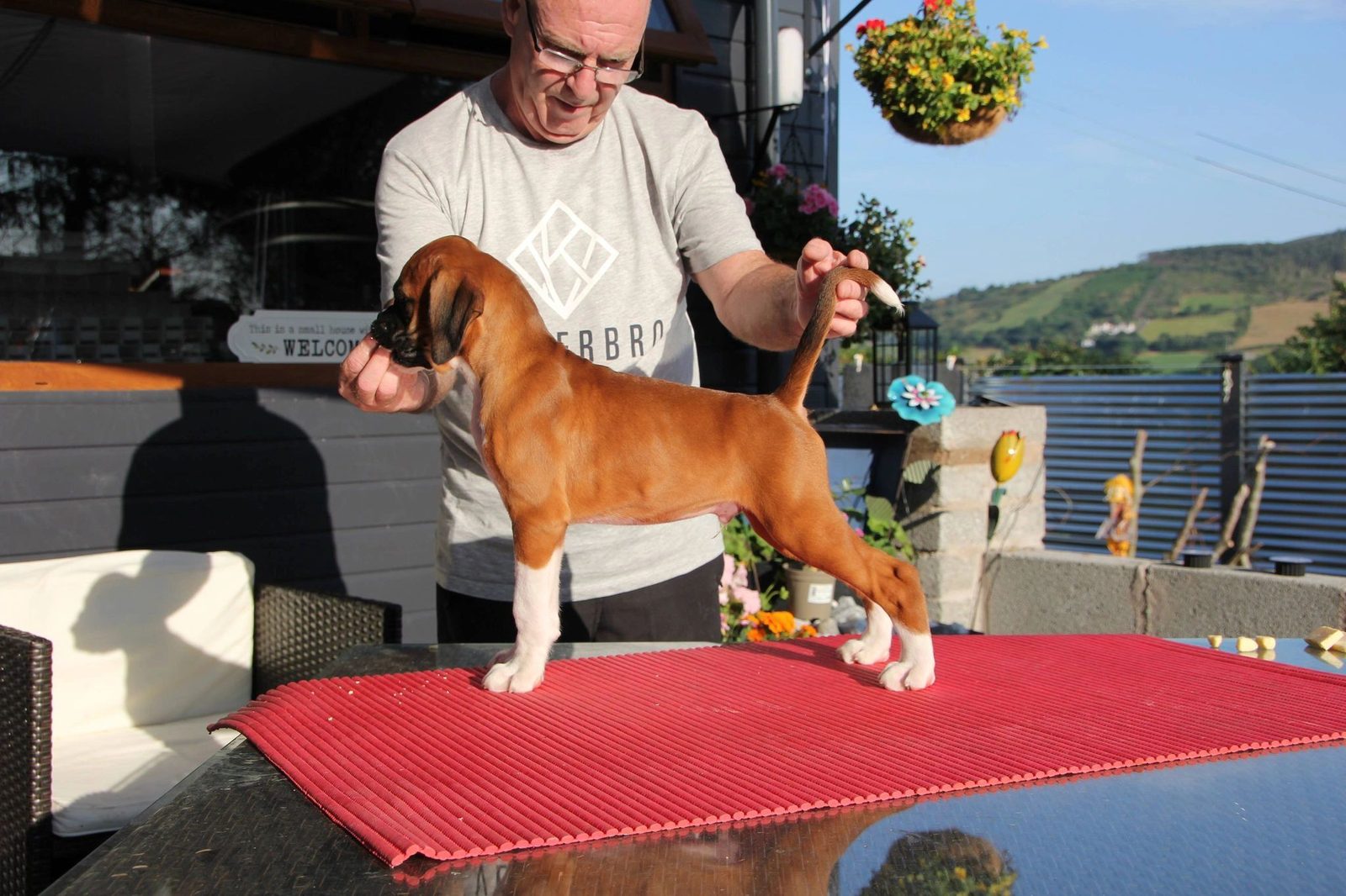 Bandit — CH Bessbox Rams Bandit, RAM BOXERS fawn Boxer