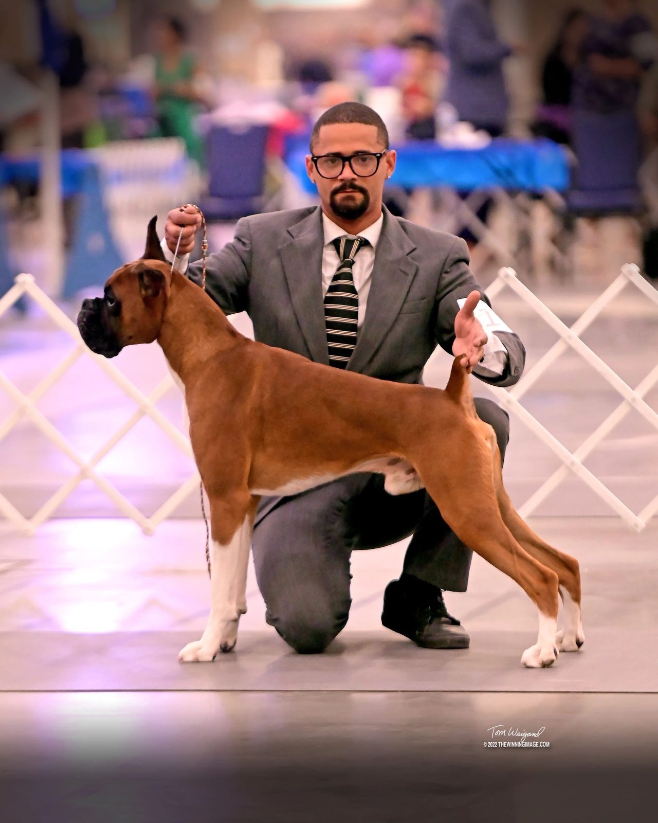 Bandit — CH Bessbox Rams Bandit, RAM BOXERS fawn Boxer