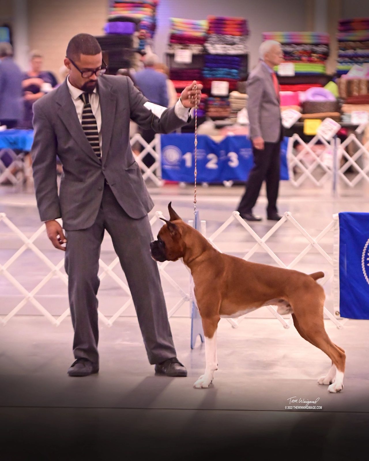 Bandit — CH Bessbox Rams Bandit, RAM BOXERS fawn Boxer