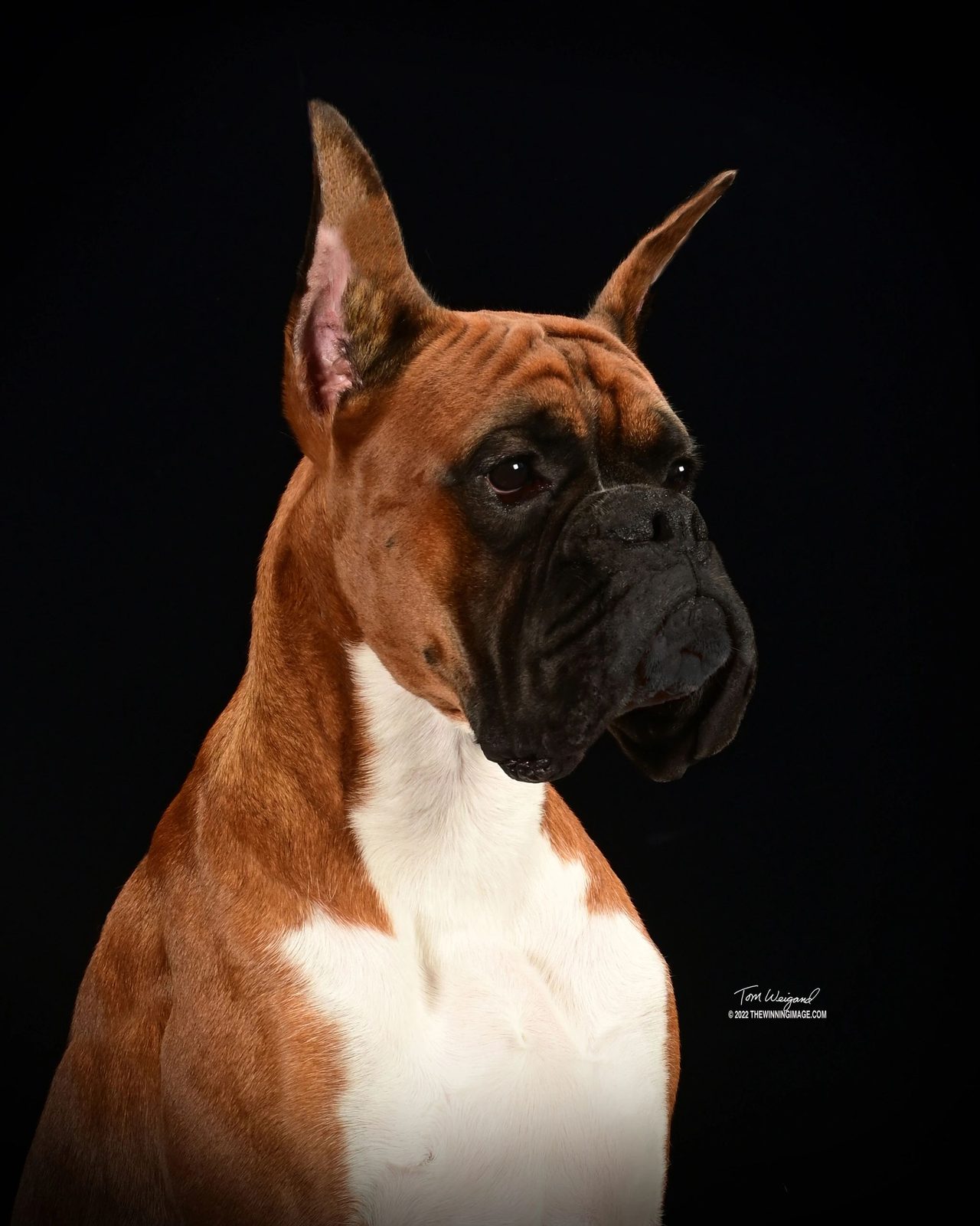 Bandit — CH Bessbox Rams Bandit, RAM BOXERS fawn Boxer