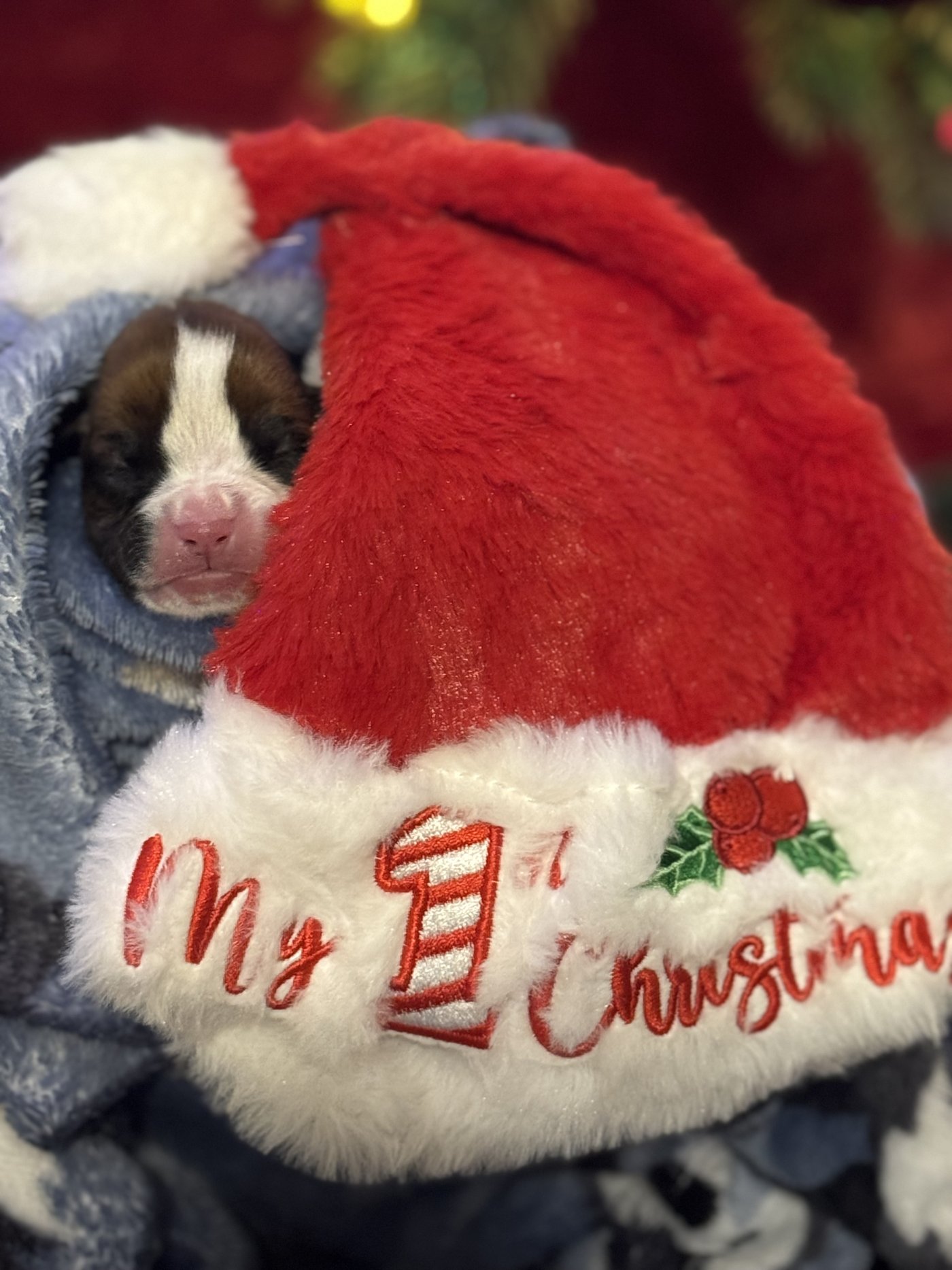 Blaze the Boxer puppy asleep in his My 1st Christmas Santa hat