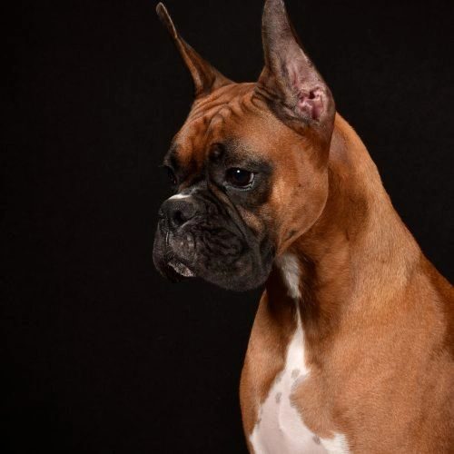 Echo — Rams Midnight Echo, RAM BOXERS fawn Boxer