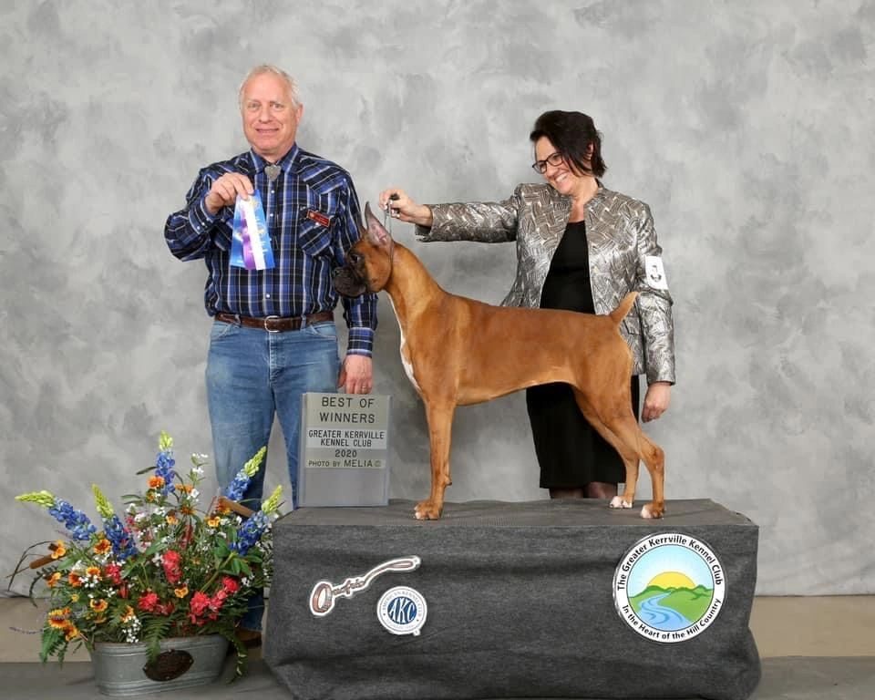 Echo — Rams Midnight Echo, RAM BOXERS fawn Boxer