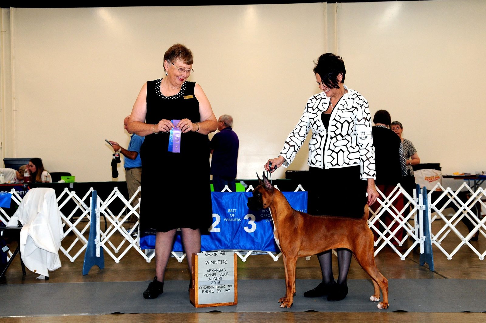 Fawn AKC Boxer RAMS MIDNIGHT ECHO stacked in her major-win show photo at the Arkansas Kennel Club, August 2019, RAM BOXERS