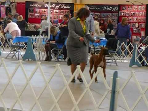 Fort Worth Kennel Club All Breed Show