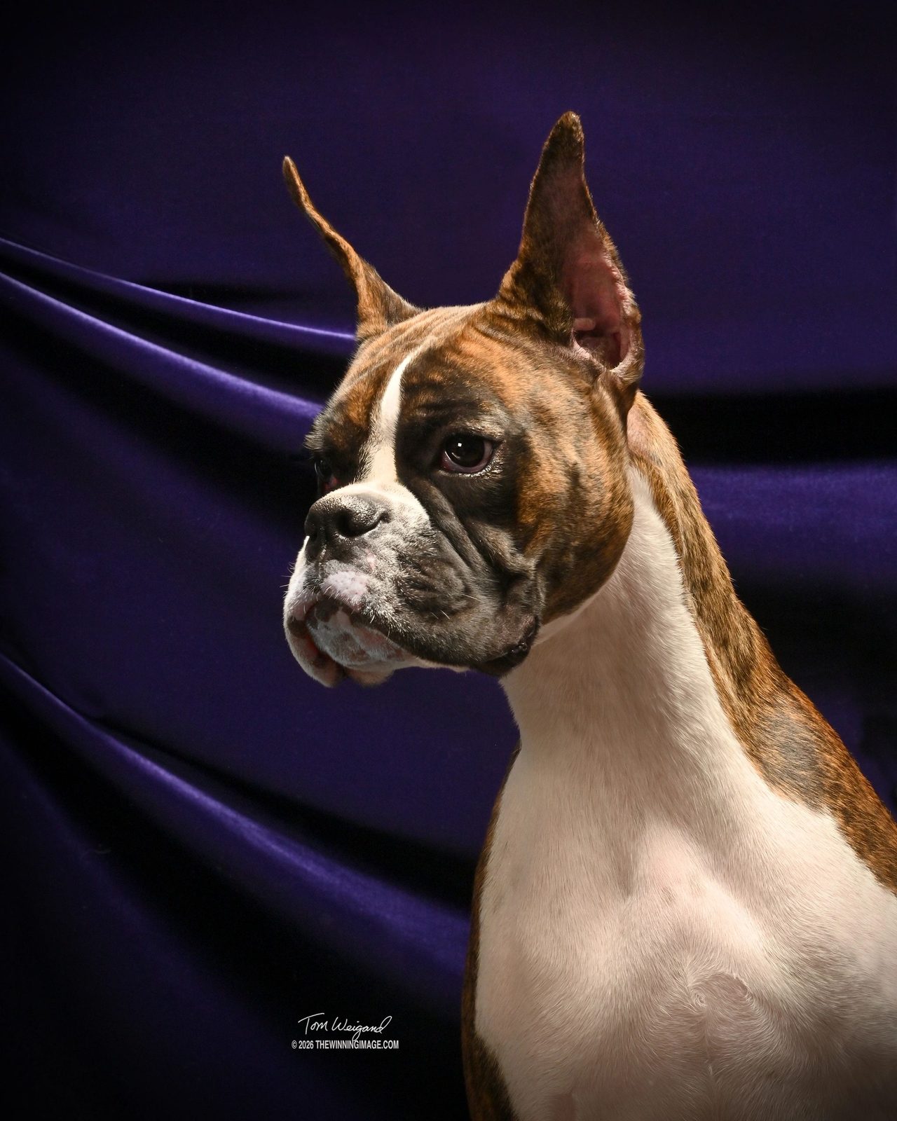 Pepper — Rams Destined To Wynn, RAM BOXERS brindle Boxer