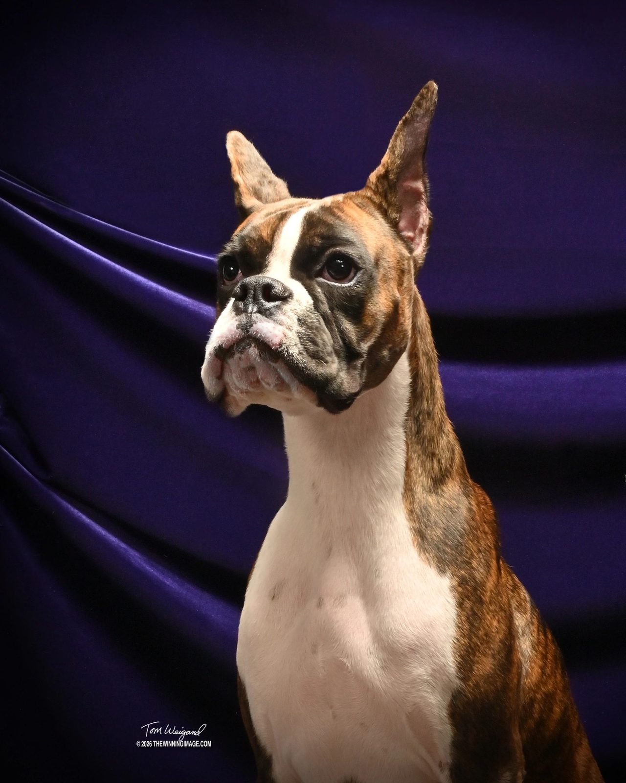 Pepper — Rams Destined To Wynn, RAM BOXERS brindle Boxer