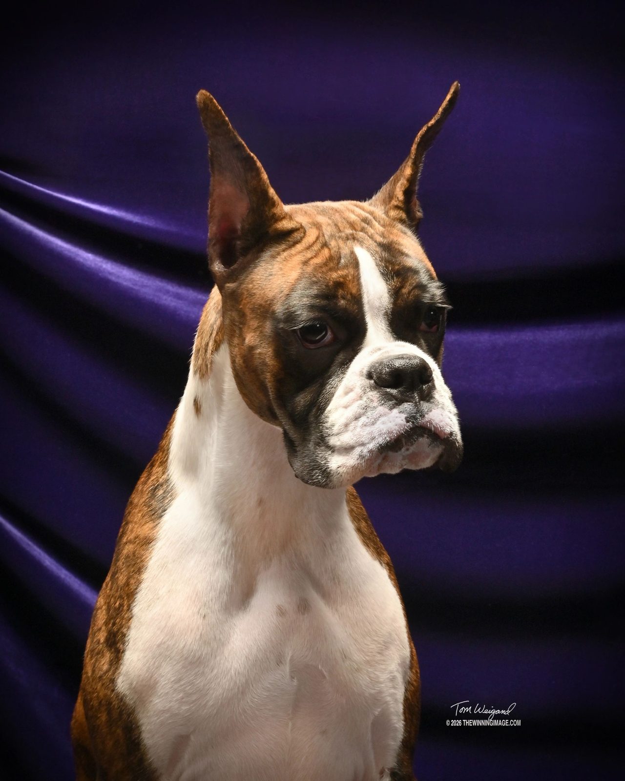 Pepper — Rams Destined To Wynn, RAM BOXERS brindle Boxer