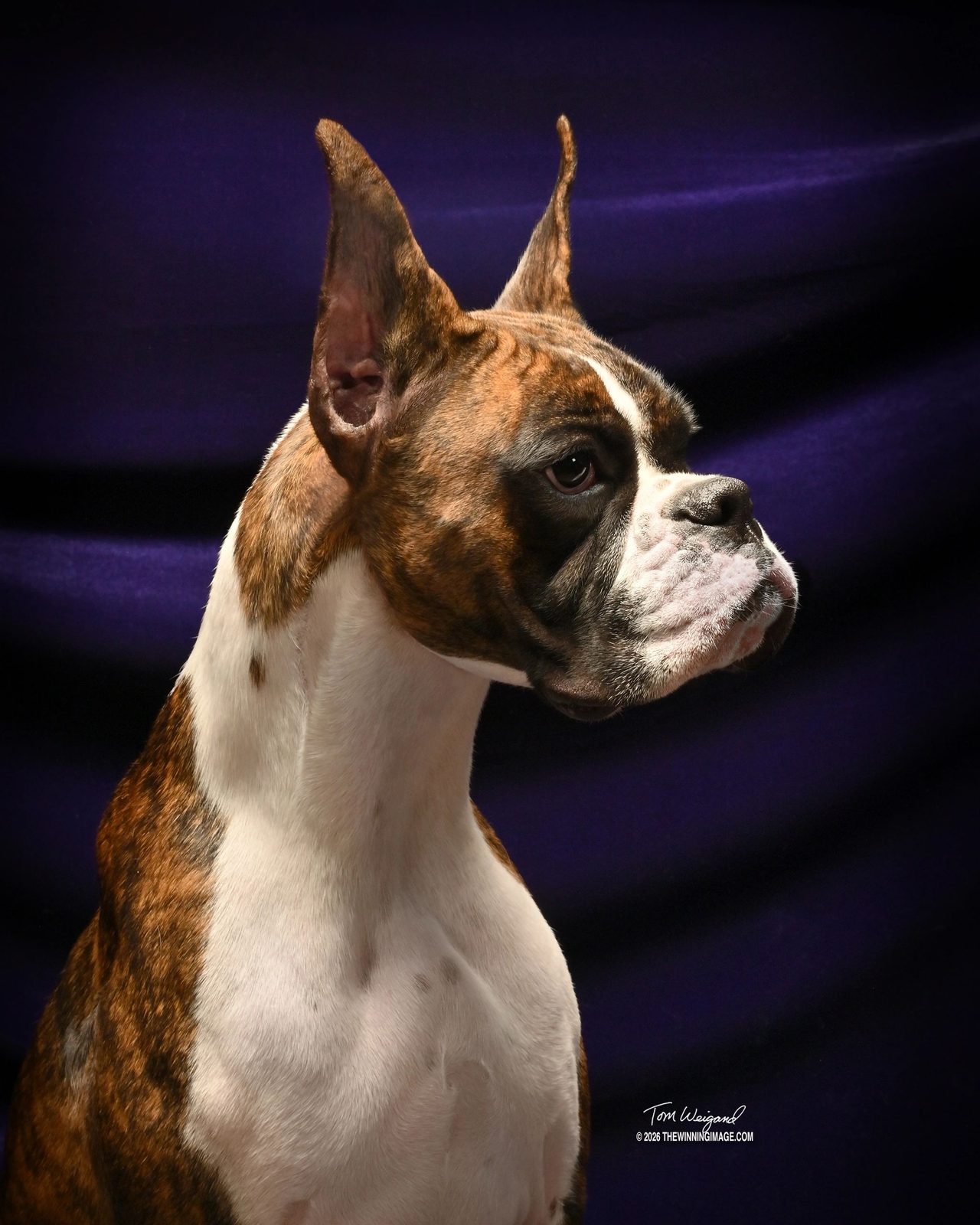 Brindle AKC Boxer RAMS DESTINED TO WYNN, known as Pepper, studio portrait at RAM BOXERS in Texas