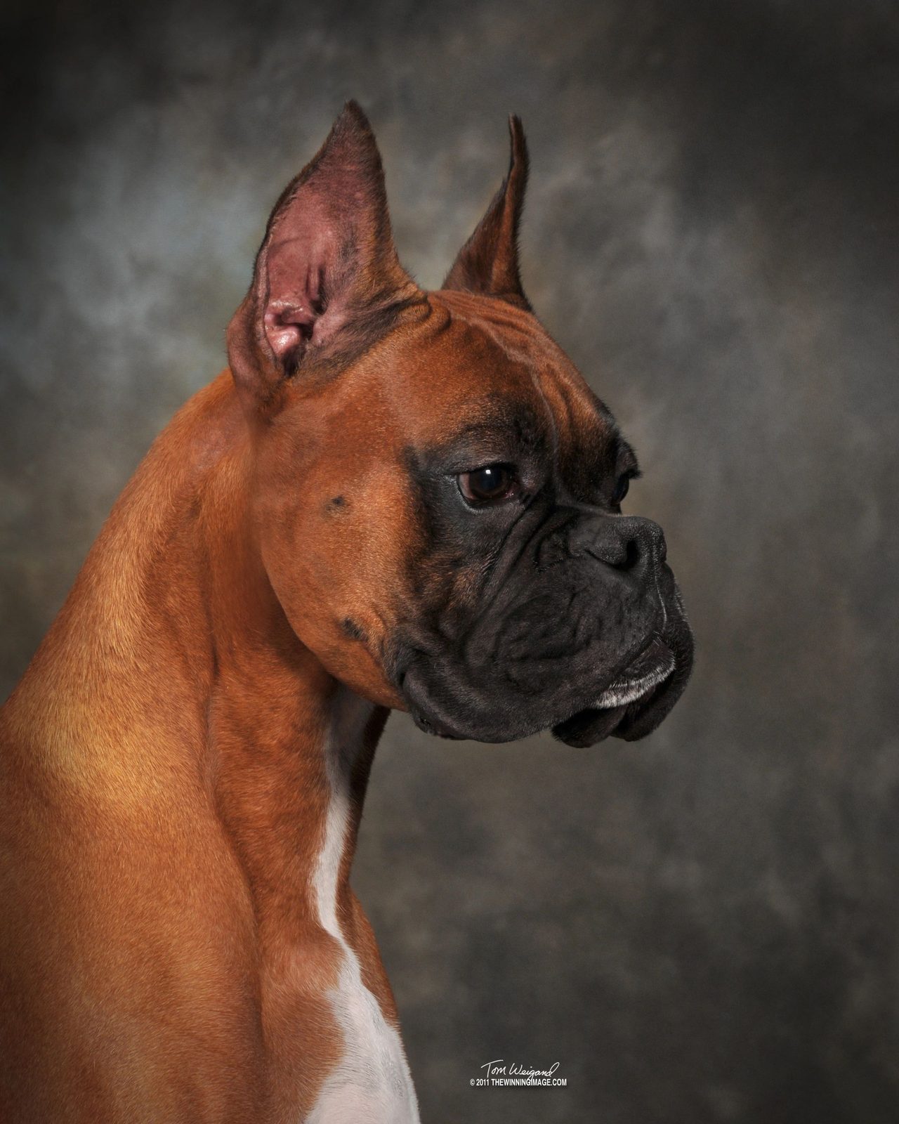 Fawn AKC Boxer champion head study at RAM BOXERS, American Boxer Club member breeder